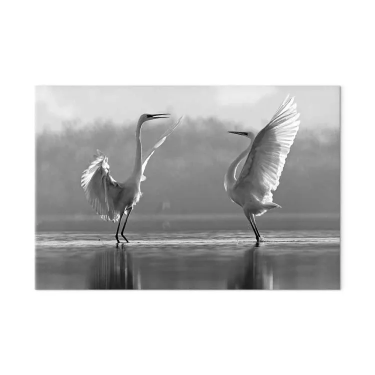 Dança de Amor das Aves (1 peça) - Cisnes Brancos Refletidos na Água