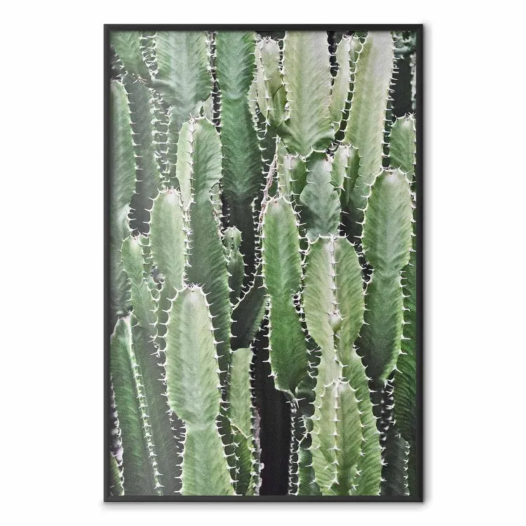 Jardim de Cactos - composição com plantas espinhosas em tons de verde