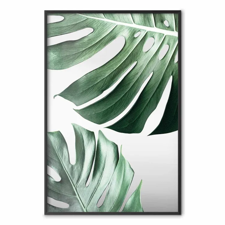 Folhas de Monstera - composição com plantas tropicais verdes em fundo branco
