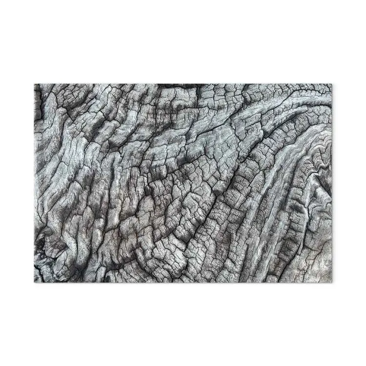 Casca de árvore - estrutura monocromática de natureza cinzenta