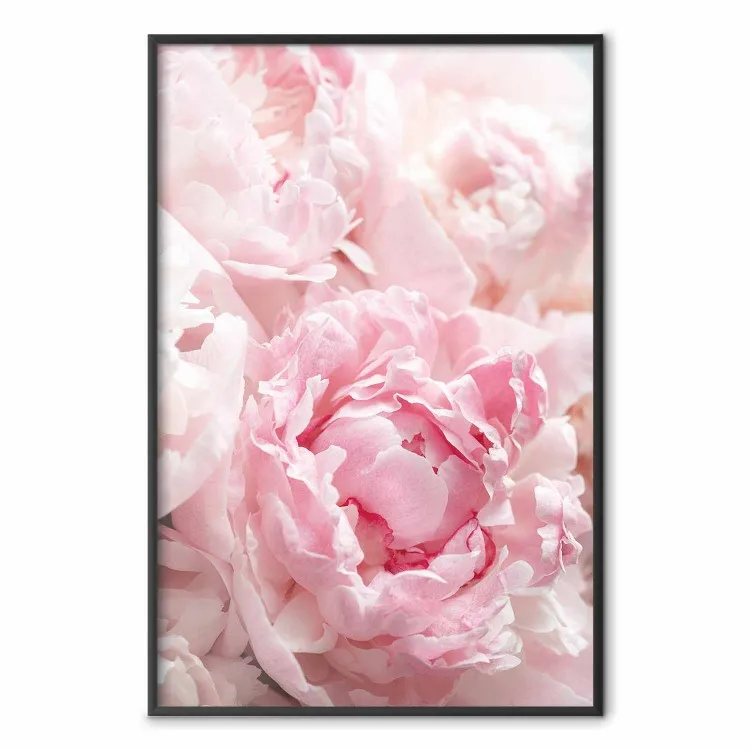 Nostalgia Matinal - planta com uma flor rosa em um tom pastel