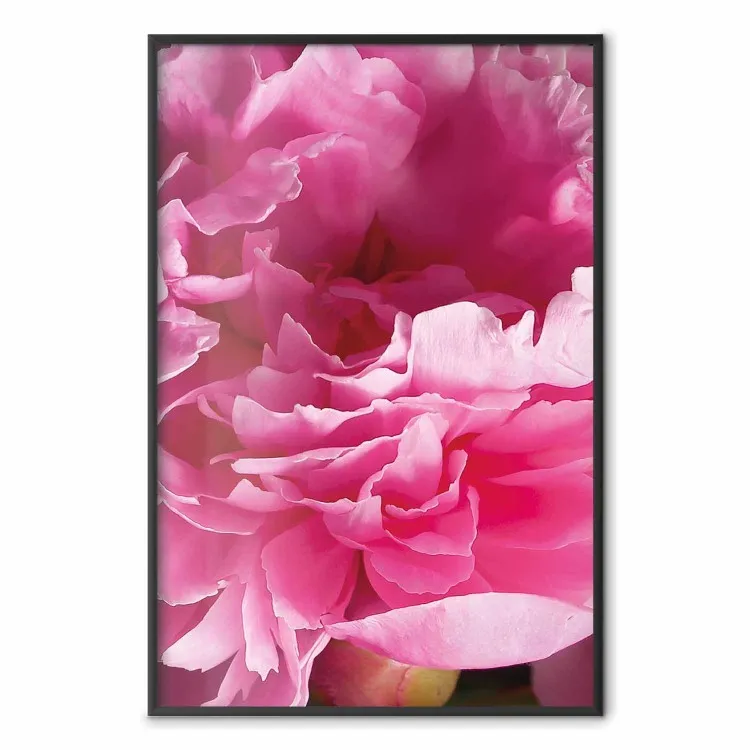 Lindas Peônias - flor com pétalas cor-de-rosa no fundo das mesmas flores