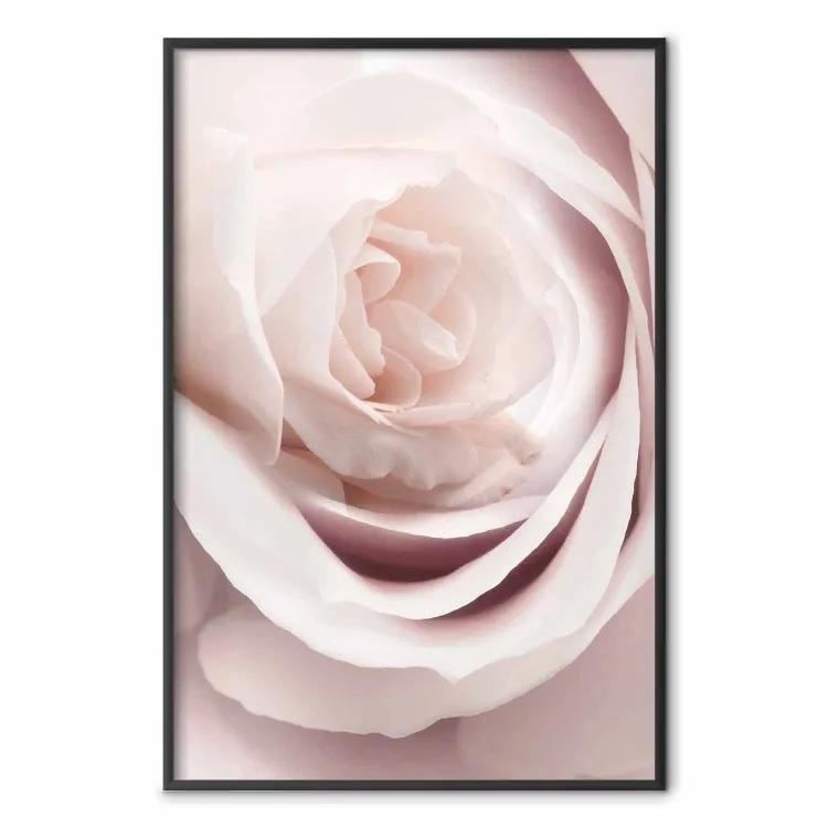 Rosa de Porcelana - planta rosa clara com uma bela flor de rosa fresca