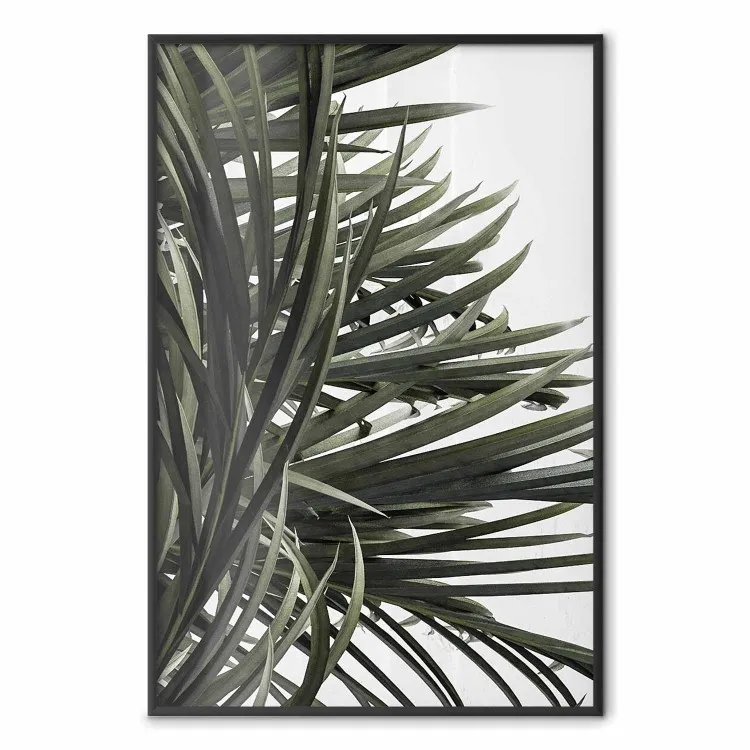 À Sombra das Palmeiras - folhas naturais de planta tropical em fundo branco