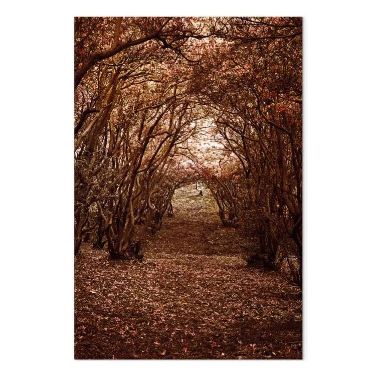 Corredor de árvores - paisagem de Outono de um caminho numa floresta