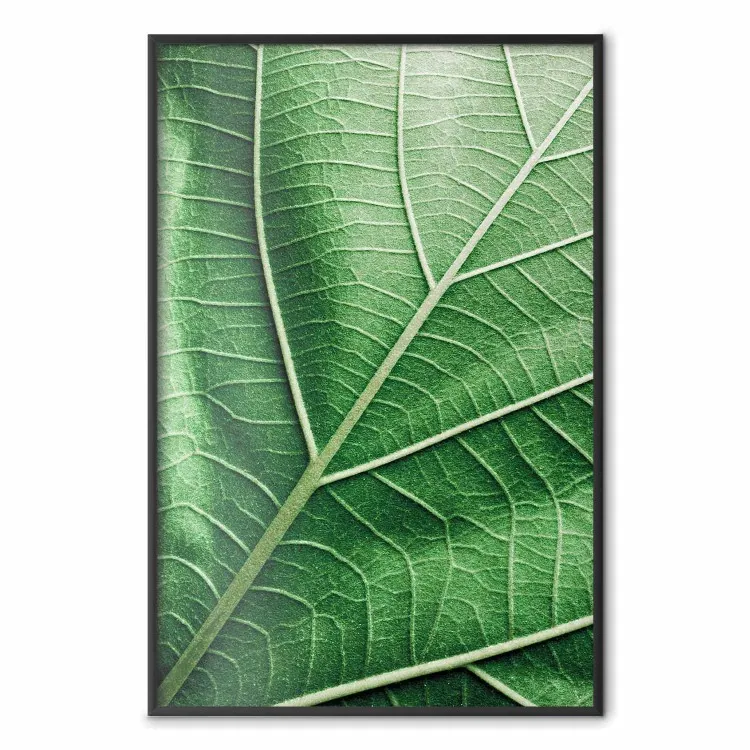 Folha de Malaquita - folha verde com textura precisa em close-up