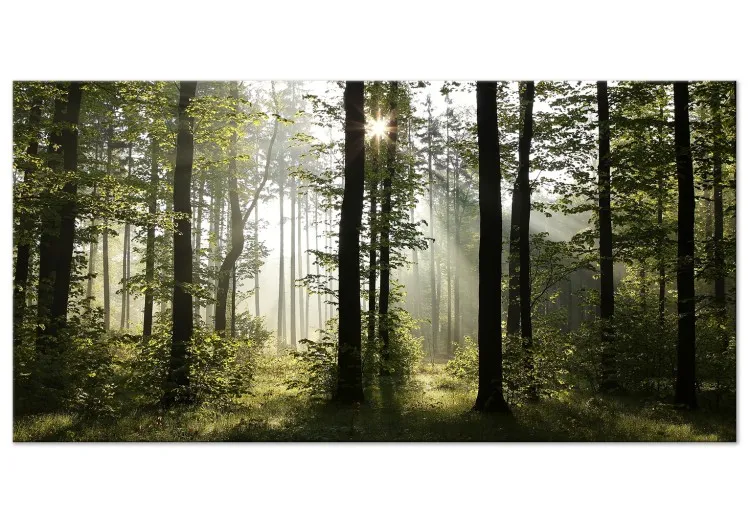 Floresta: Manhã maravilhosa II