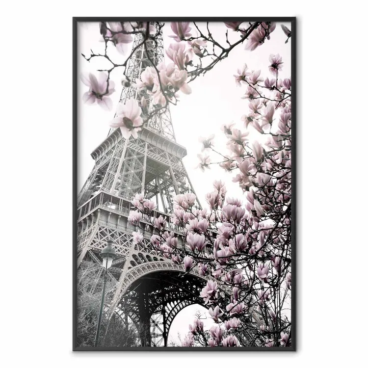 Magnólias ao Sol de Paris - flores rosas contra o fundo cinza da Torre Eiffel