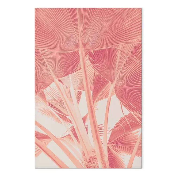 Palmeira rosa - imagem de folhas de palmeira rosa