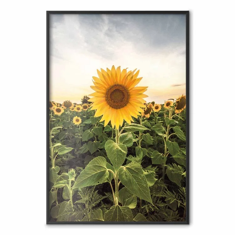 Campo de Girassóis - prado cheio de flores amarelas em um céu claro