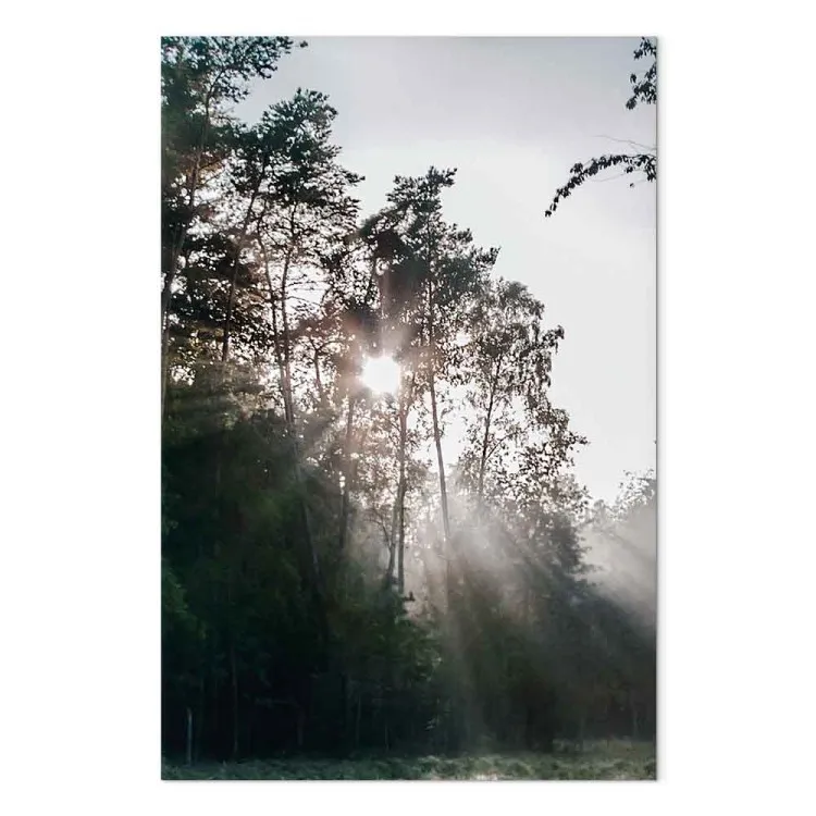 O sol quebra através das árvores - fotografia da paisagem florestal