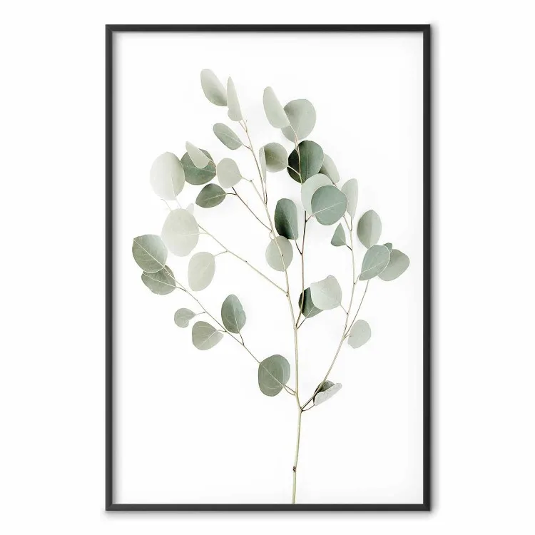 Eucalipto Prateado - composição simples com folhas verdes em fundo branco