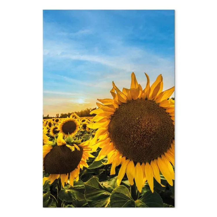 Flores da Paz (1 peça) Vertical - girassóis em um campo vasto