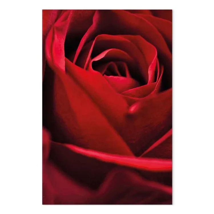 Flor Vermelha (1 peça) - close-up de pétalas de rosa delicadas