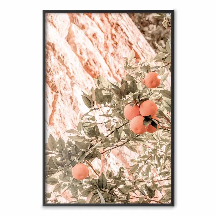 Jovens clementinas - ramo de uma tangerineira com frutos